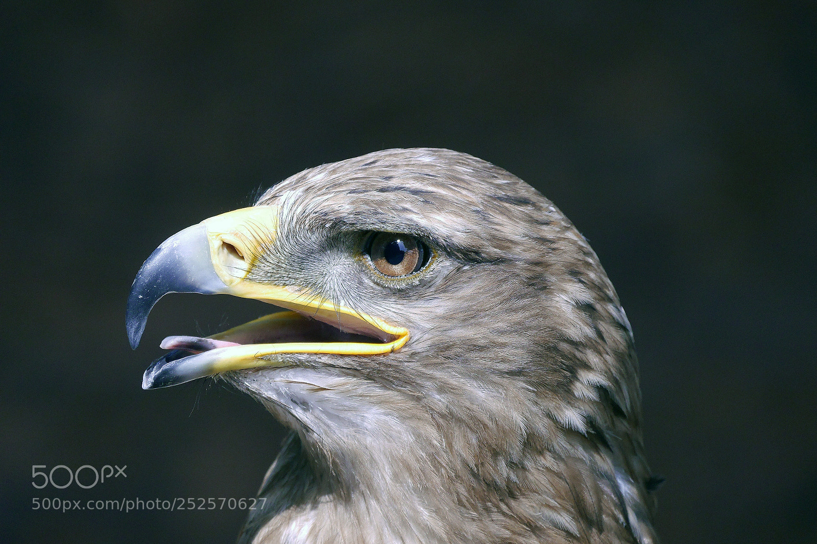 Panasonic Lumix DMC-G6 sample photo. Greifvogel raptor rapace photography