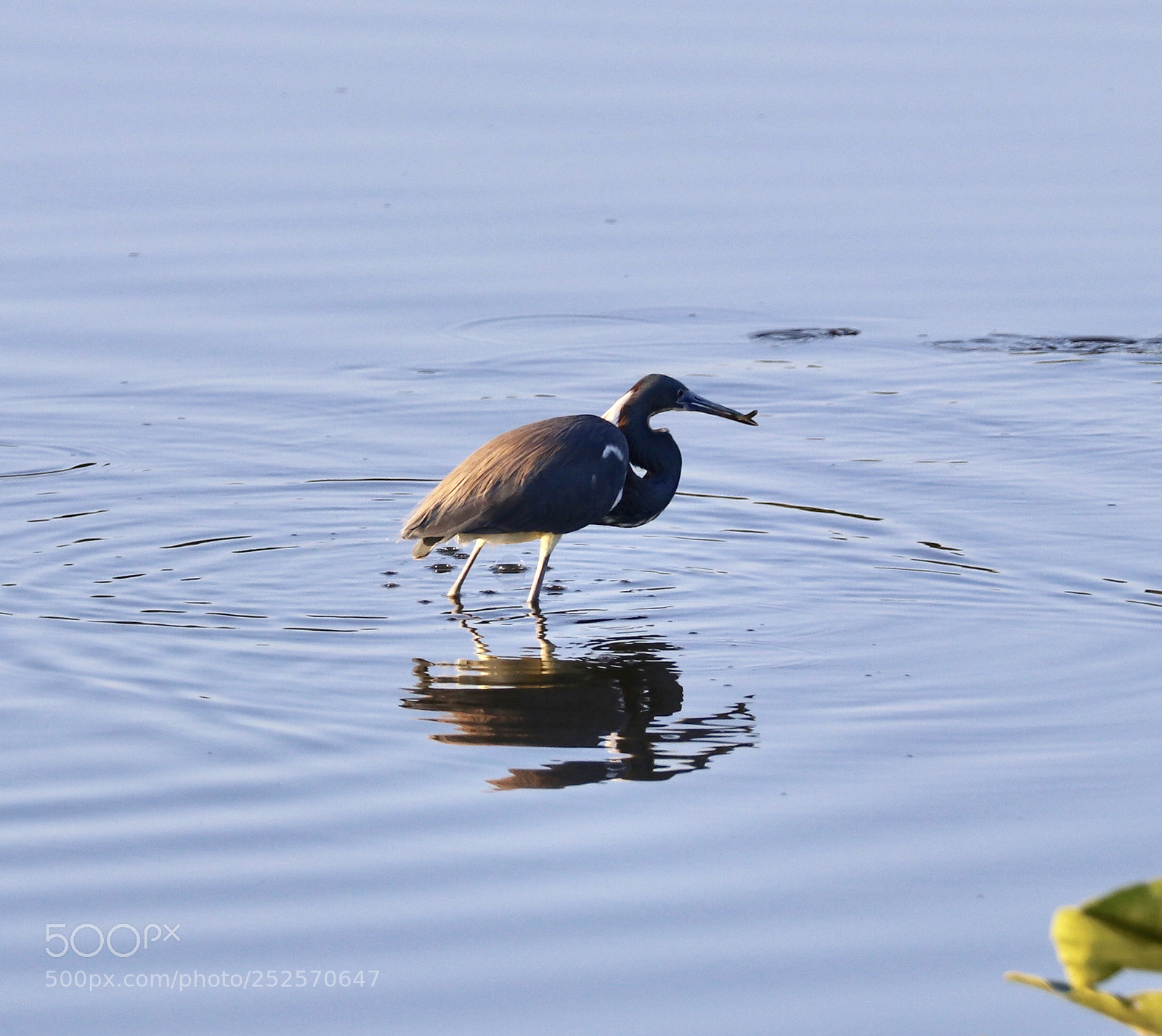 Canon EOS 80D sample photo. Try colored heron  photography