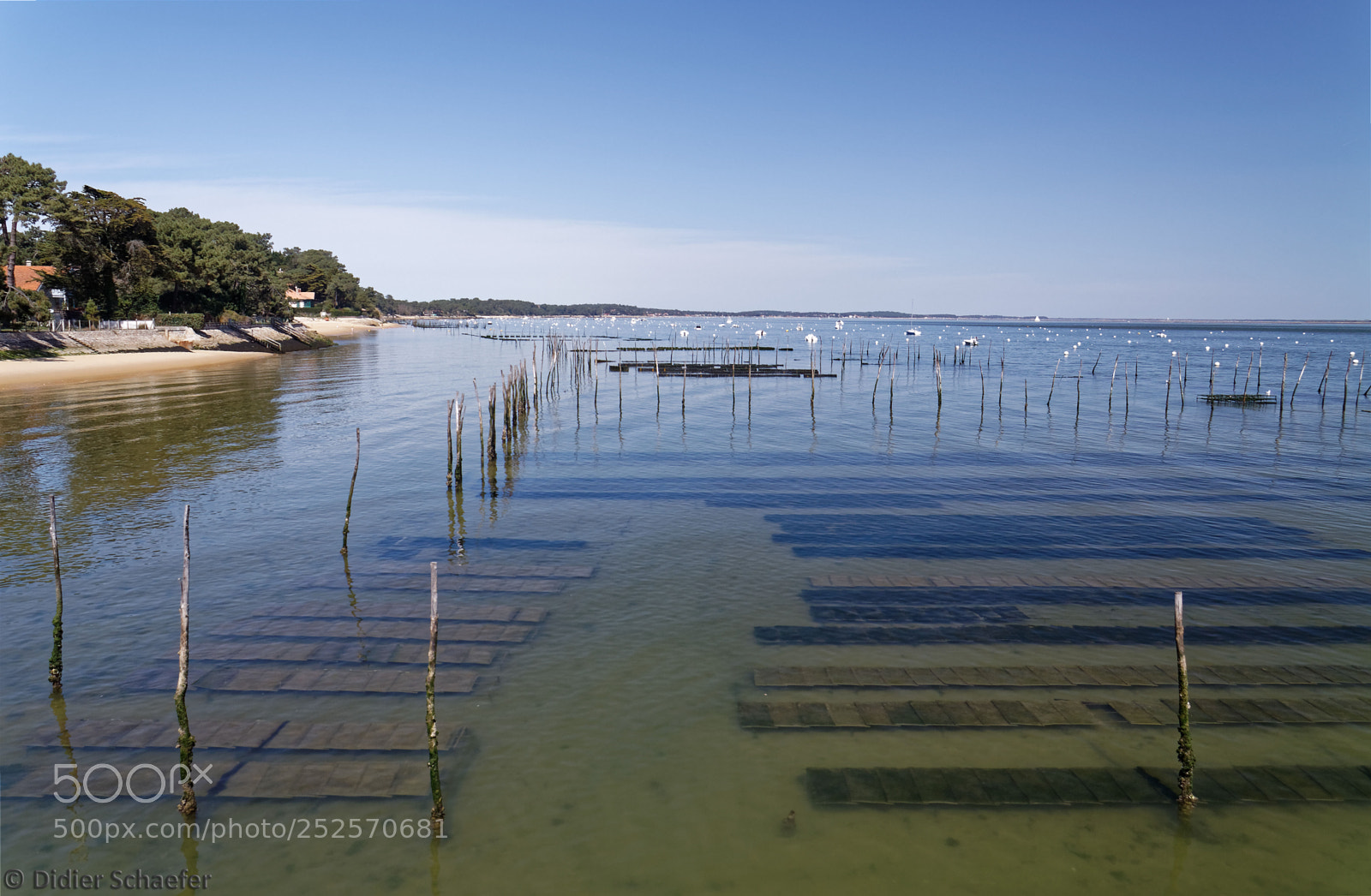 Canon EOS 50D sample photo. Oyster farming photography