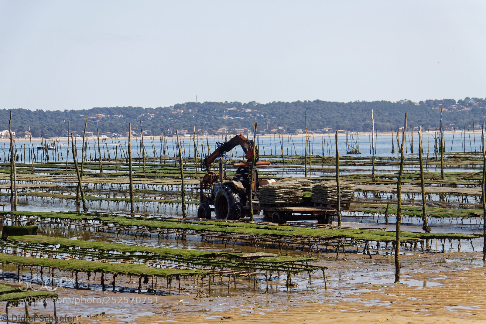 Canon EOS 50D sample photo. Oyster farming photography