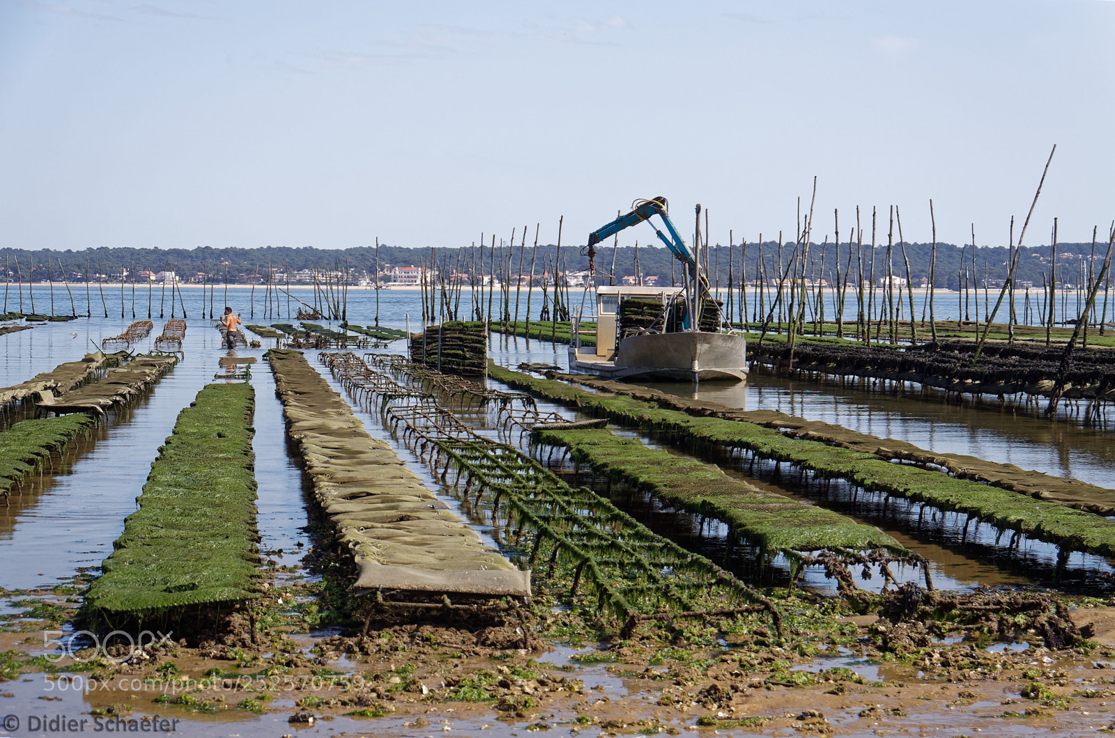 Canon EOS 50D sample photo. Oyster farming photography