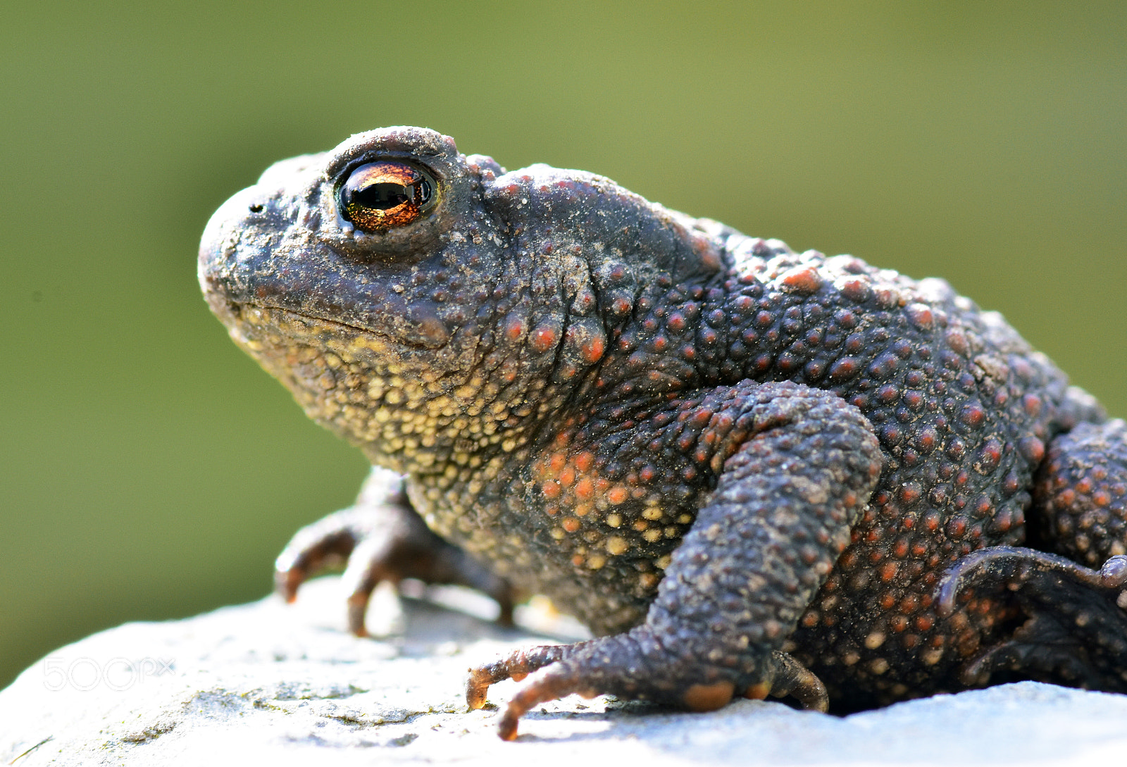 Nikon D7200 sample photo. Toad bufo bufo from photography