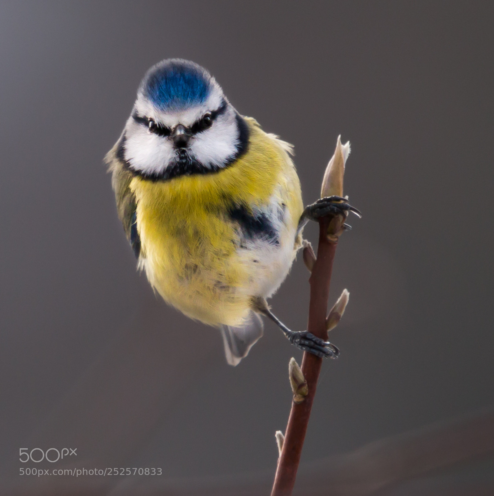 Canon EOS 70D sample photo. Blue tit photography