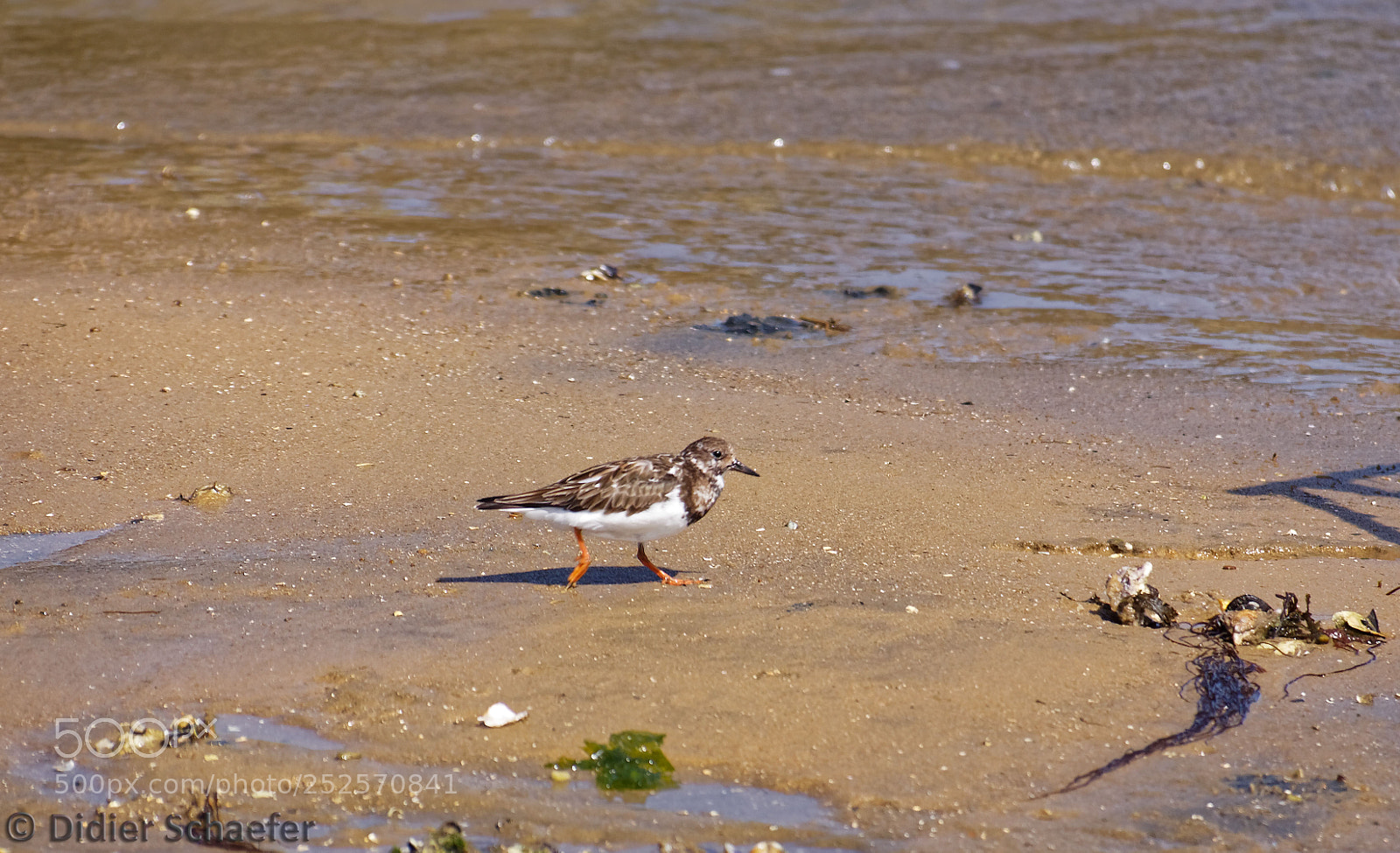 Canon EOS 50D sample photo. Plover photography