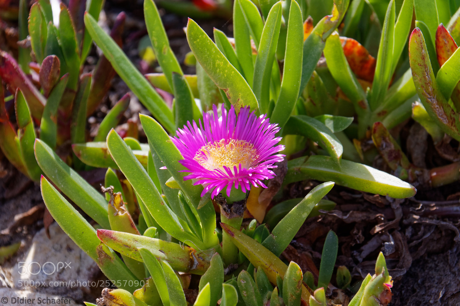 Canon EOS 50D sample photo. Pigface photography