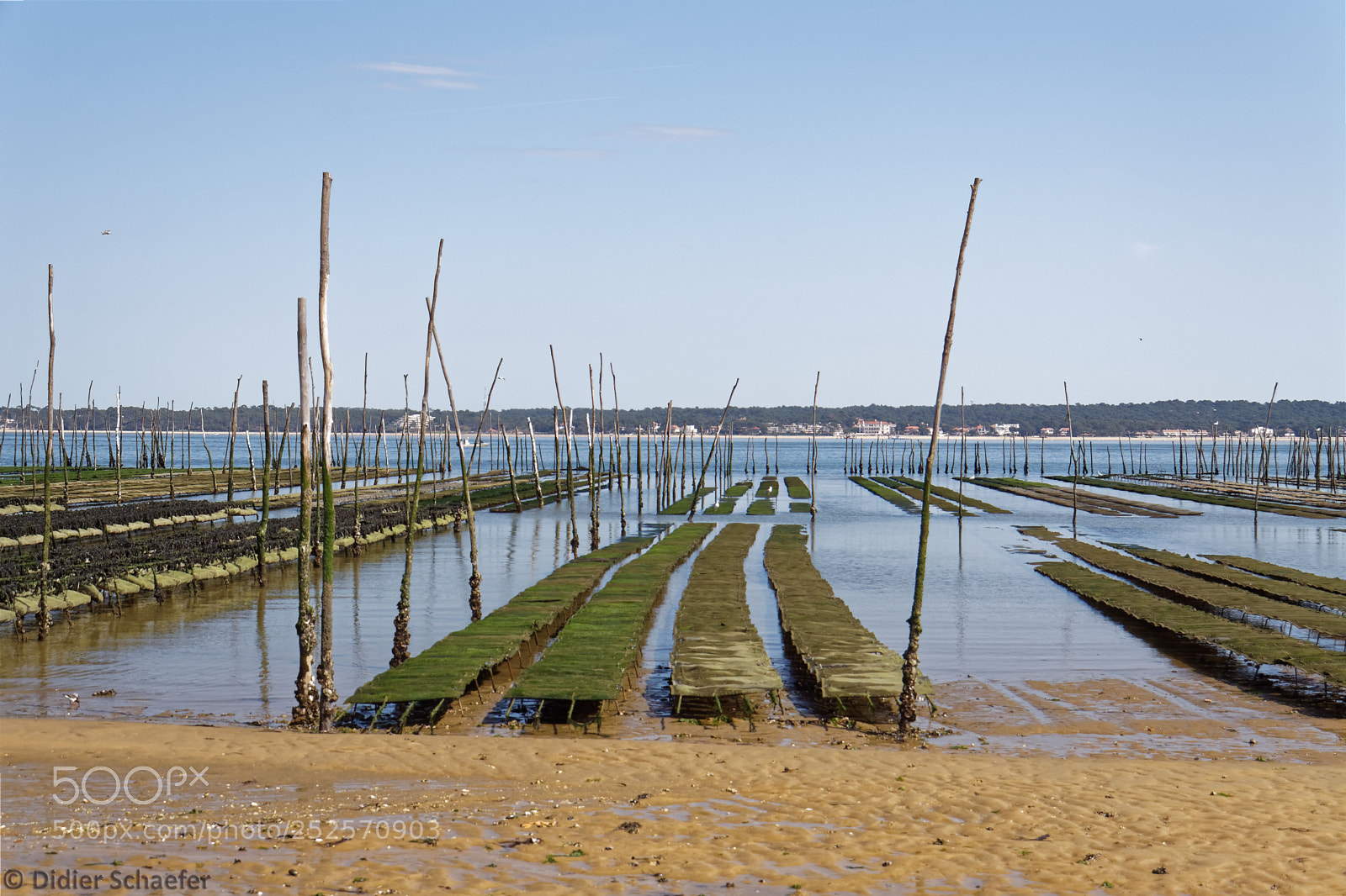 Canon EOS 50D sample photo. Oyster farming photography