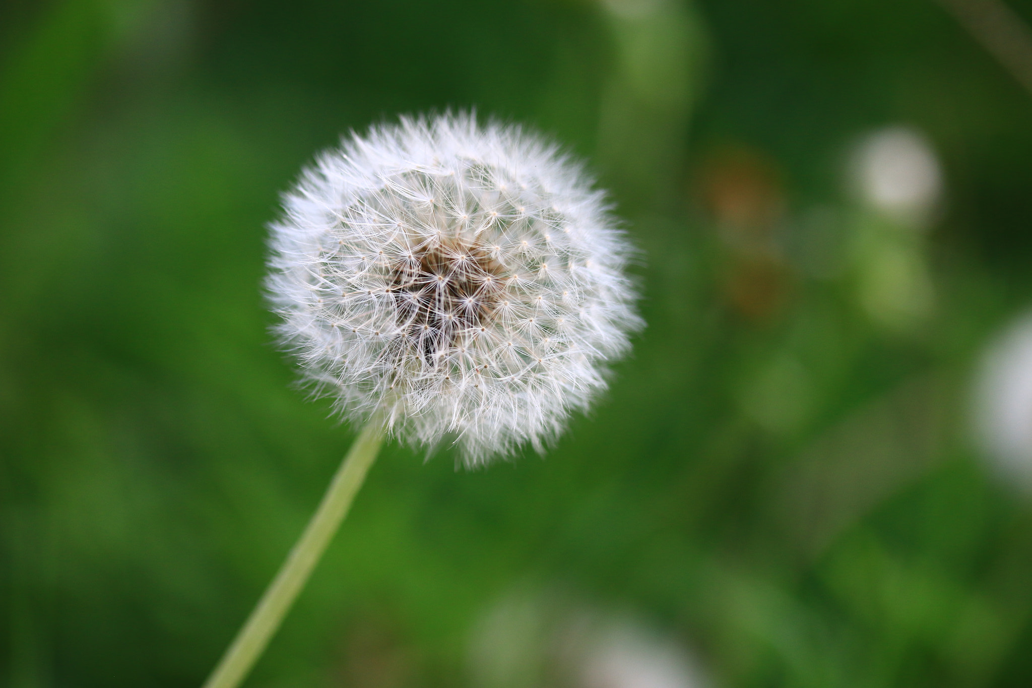 Canon EF-S 60mm F2.8 Macro USM sample photo. Dandelion photography
