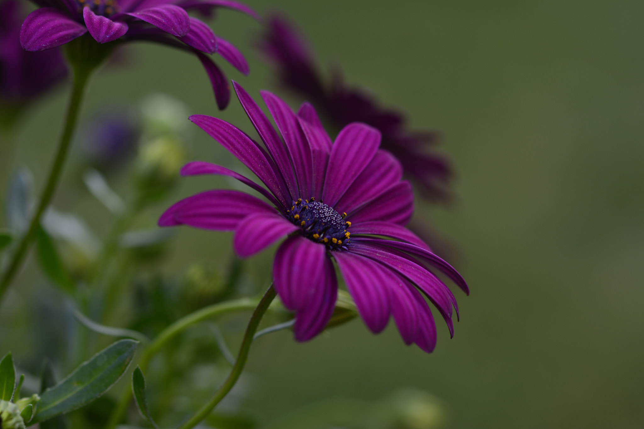 Nikon D7100 sample photo. Flower photography
