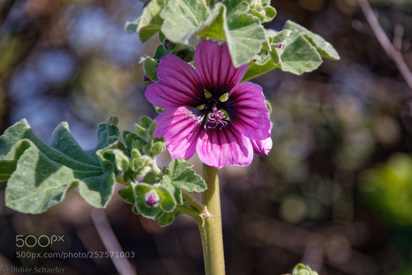 Canon EOS 50D sample photo. Tree mallow photography