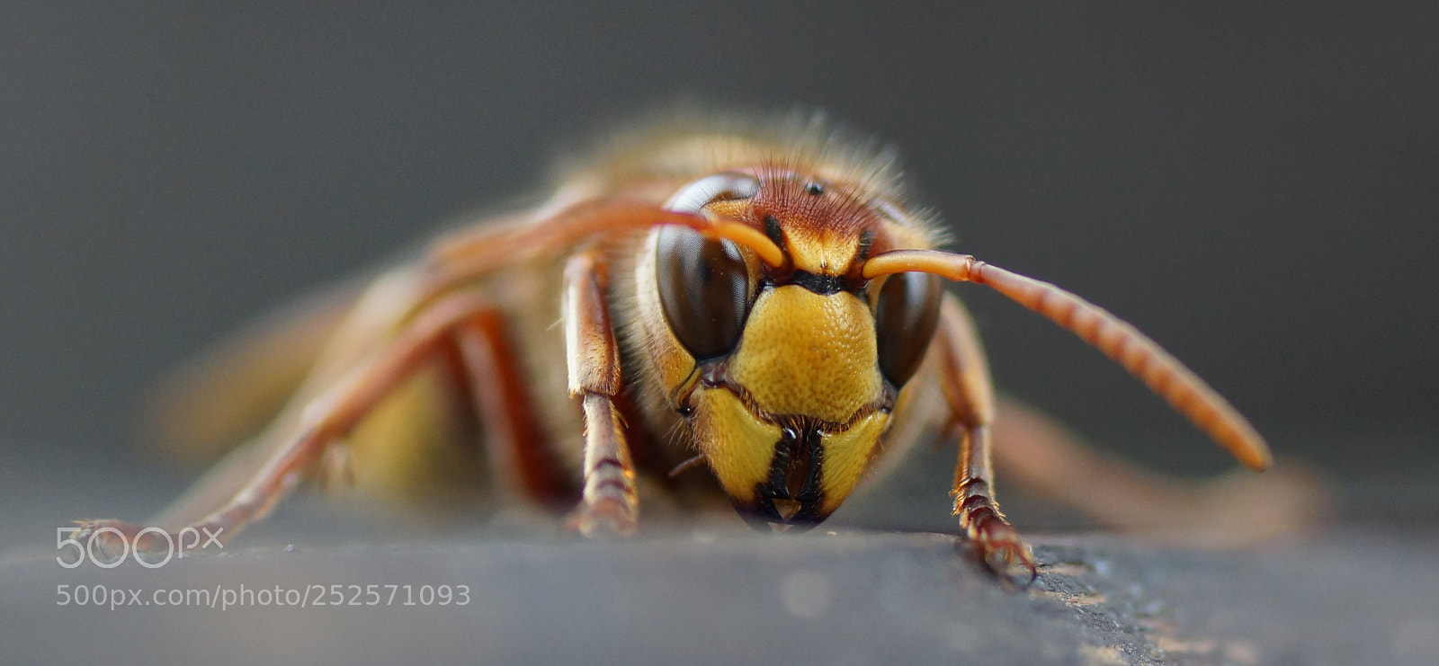 Sony SLT-A77 sample photo. Hornet photography