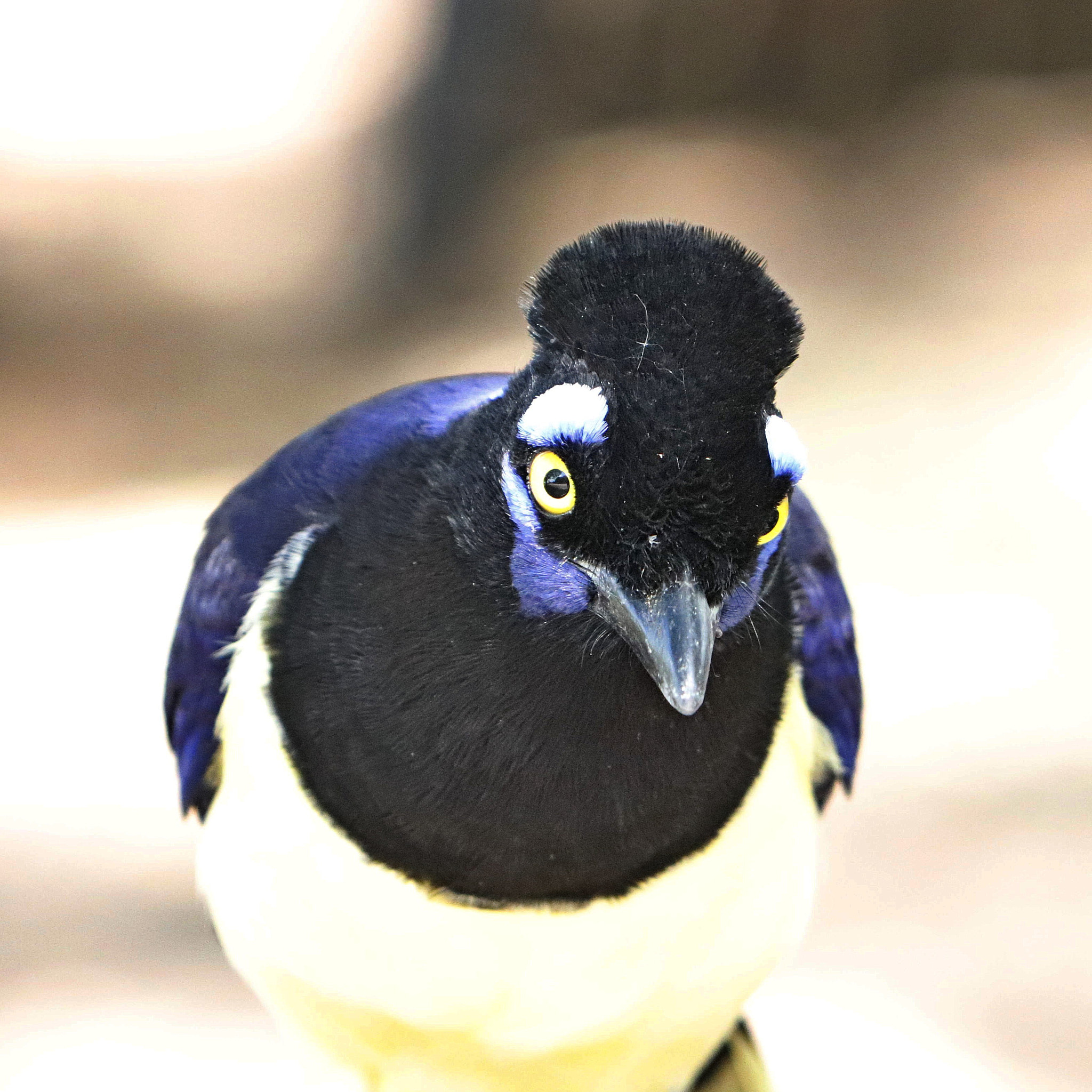 Canon EF 70-300 F4-5.6 IS II USM sample photo. Who are you? photography
