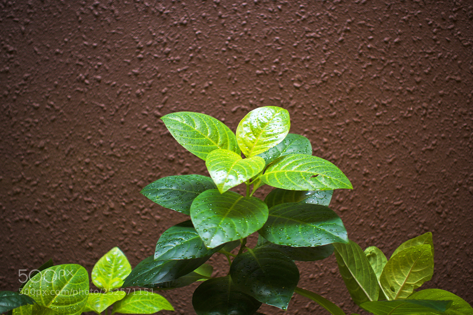 Olympus OM-D E-M10 II sample photo. Flowers photography