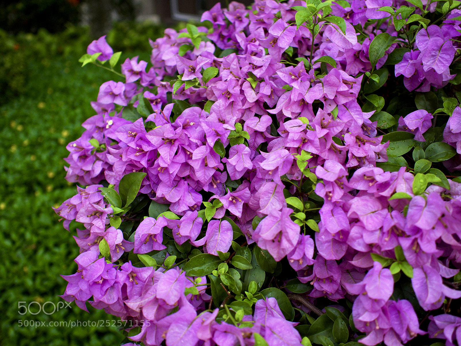 Olympus OM-D E-M10 II sample photo. Flowers photography