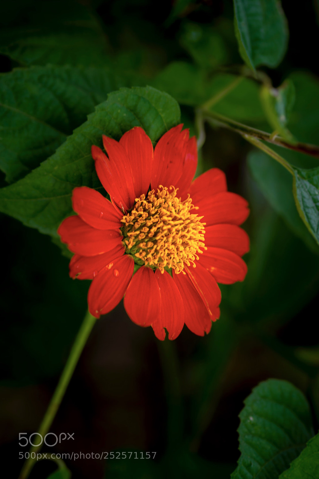 Olympus OM-D E-M10 II sample photo. Flowers photography