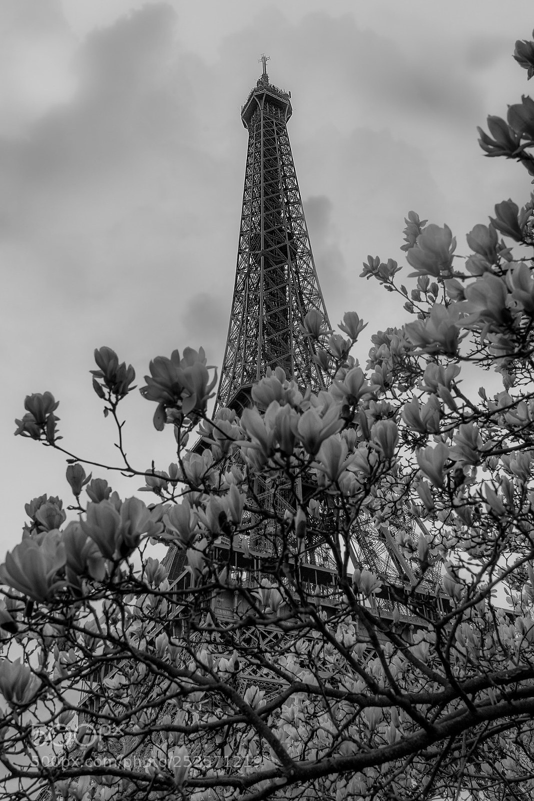 Nikon D810 sample photo. Spring in paris photography