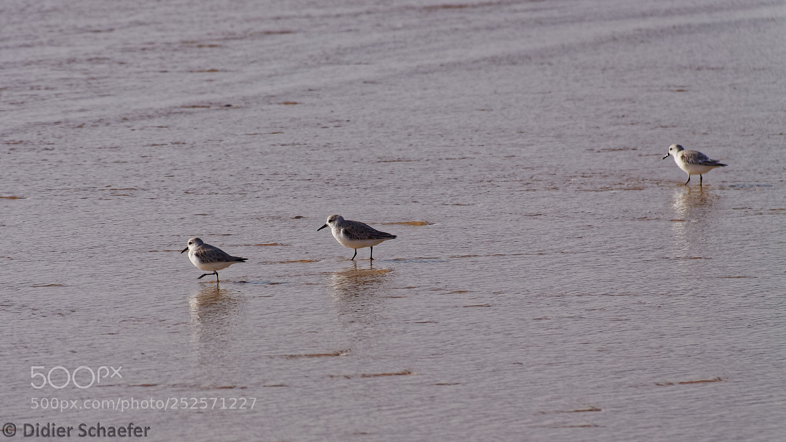 Canon EOS 50D sample photo. Sanderling photography