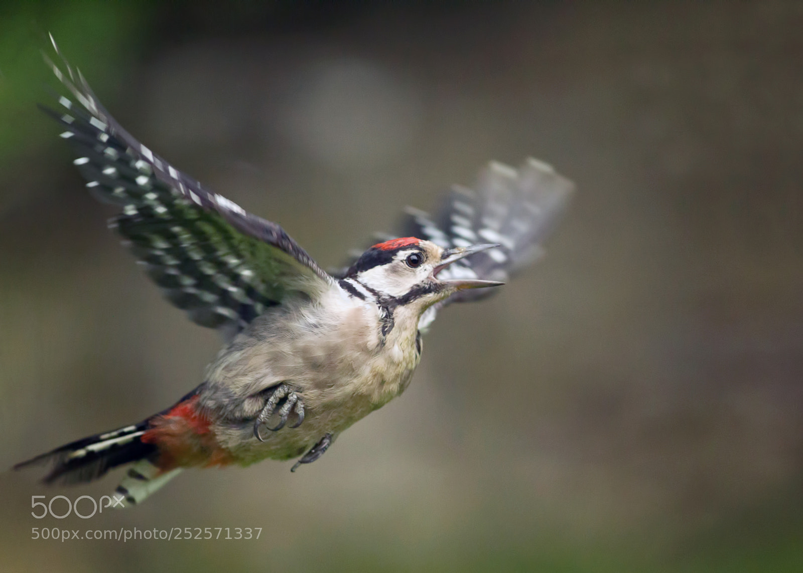 Canon EOS-1D Mark IV sample photo. Woodpecker attack photography