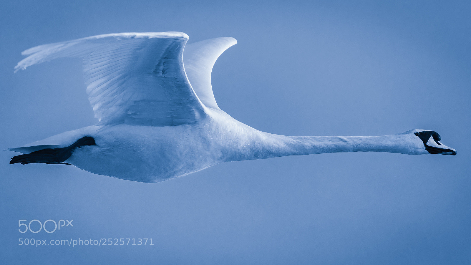 Canon EOS 5D Mark IV sample photo. Passing swan photography