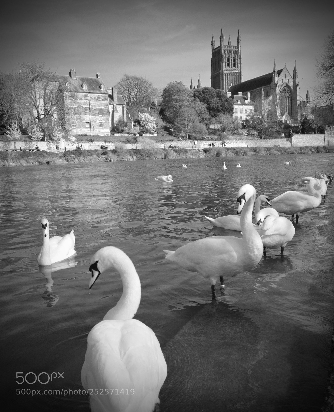 Nikon D3200 sample photo. Worcester swans photography