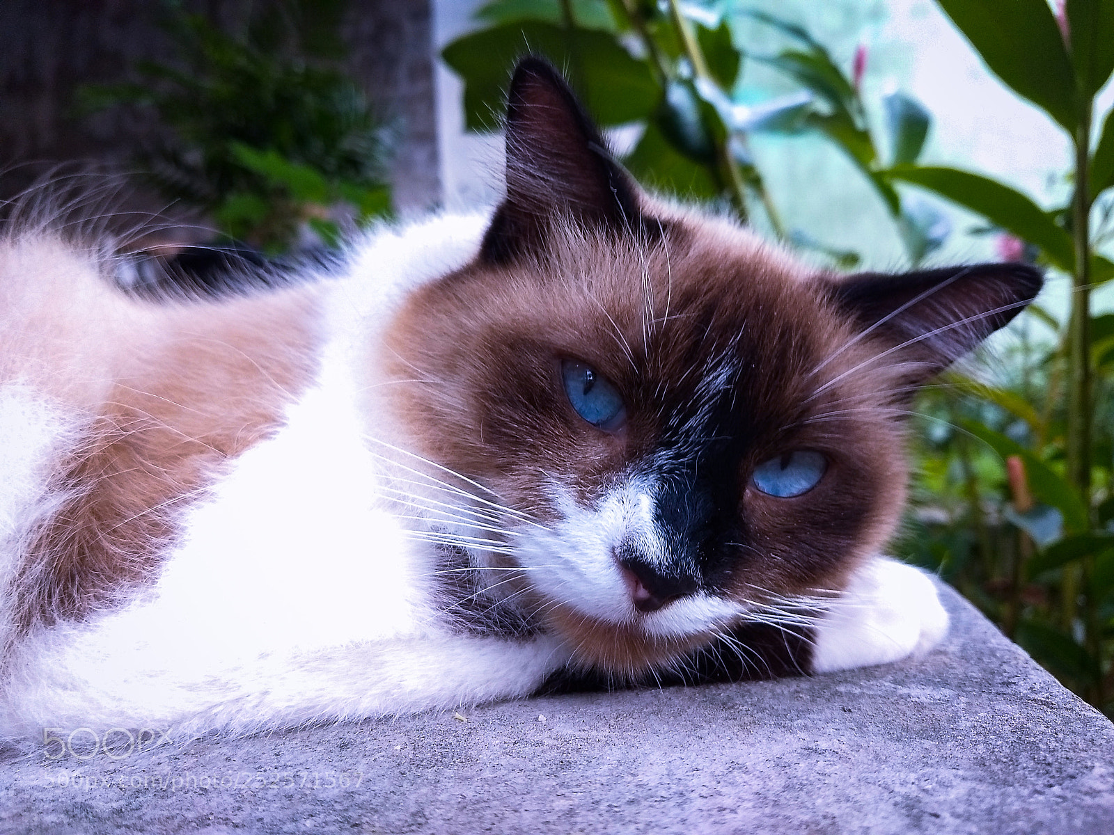 Motorola Moto Z (2) Play sample photo. Kit cat photography
