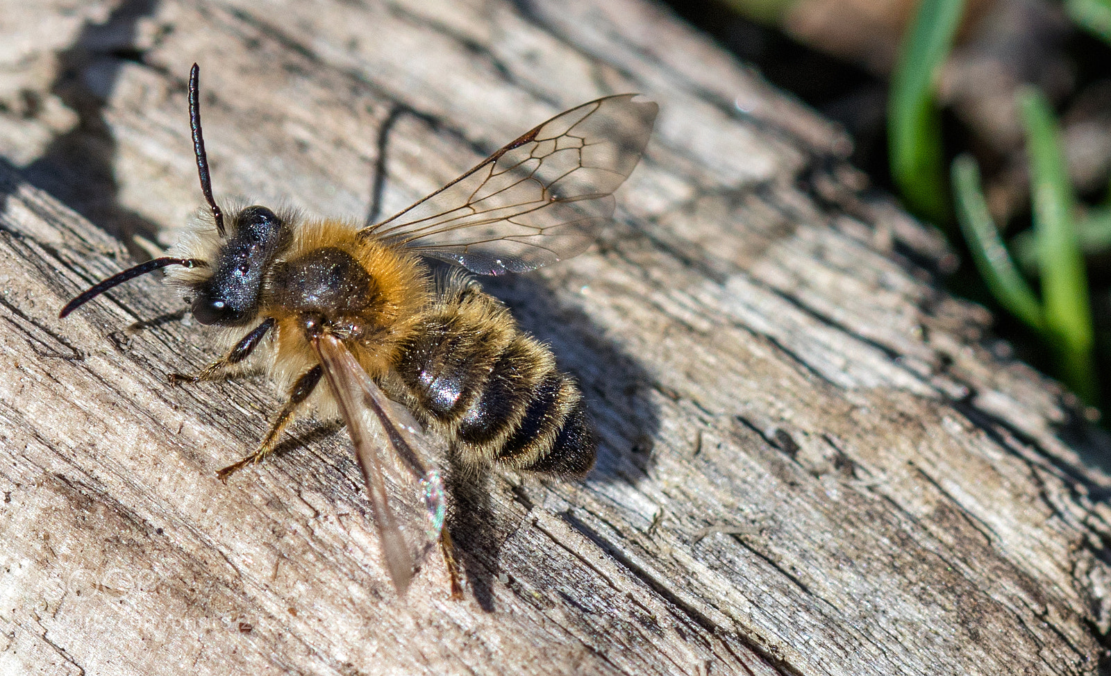 Canon EOS 80D sample photo. Hoverfly photography