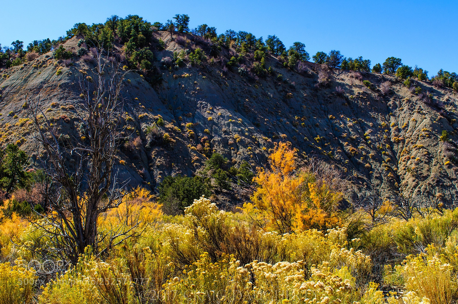 Nikon D90 sample photo. Sagebrush and volcanic ash photography