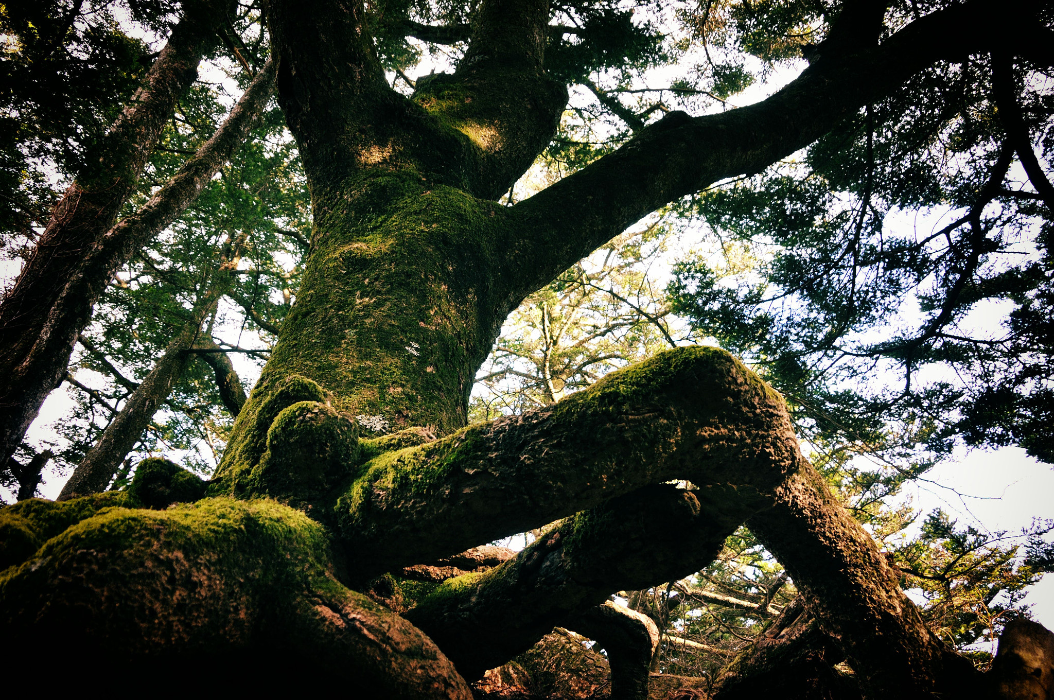 Nikon D90 sample photo. Tree undulation photography