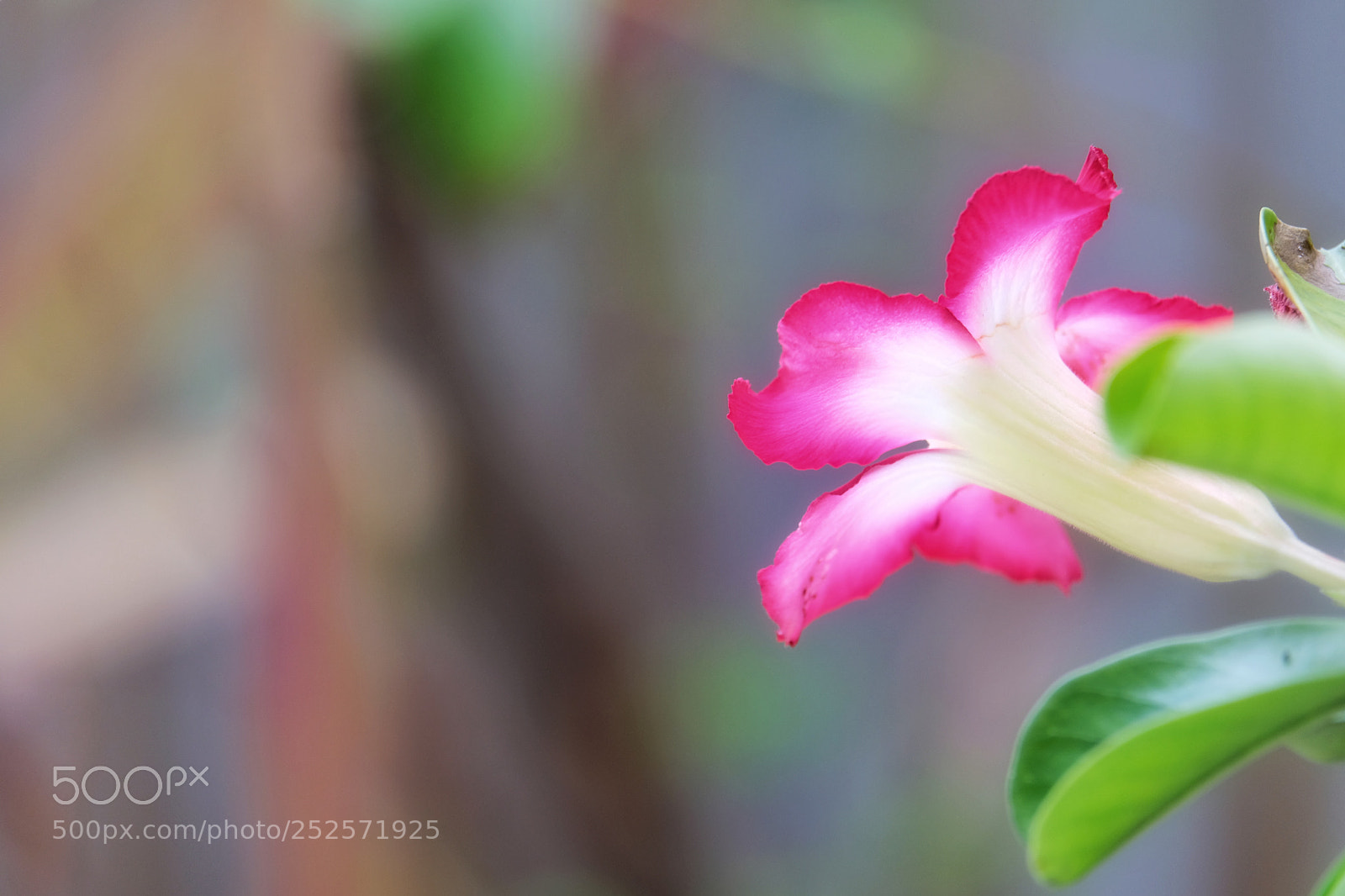 Fujifilm X-T20 sample photo. Red white photography
