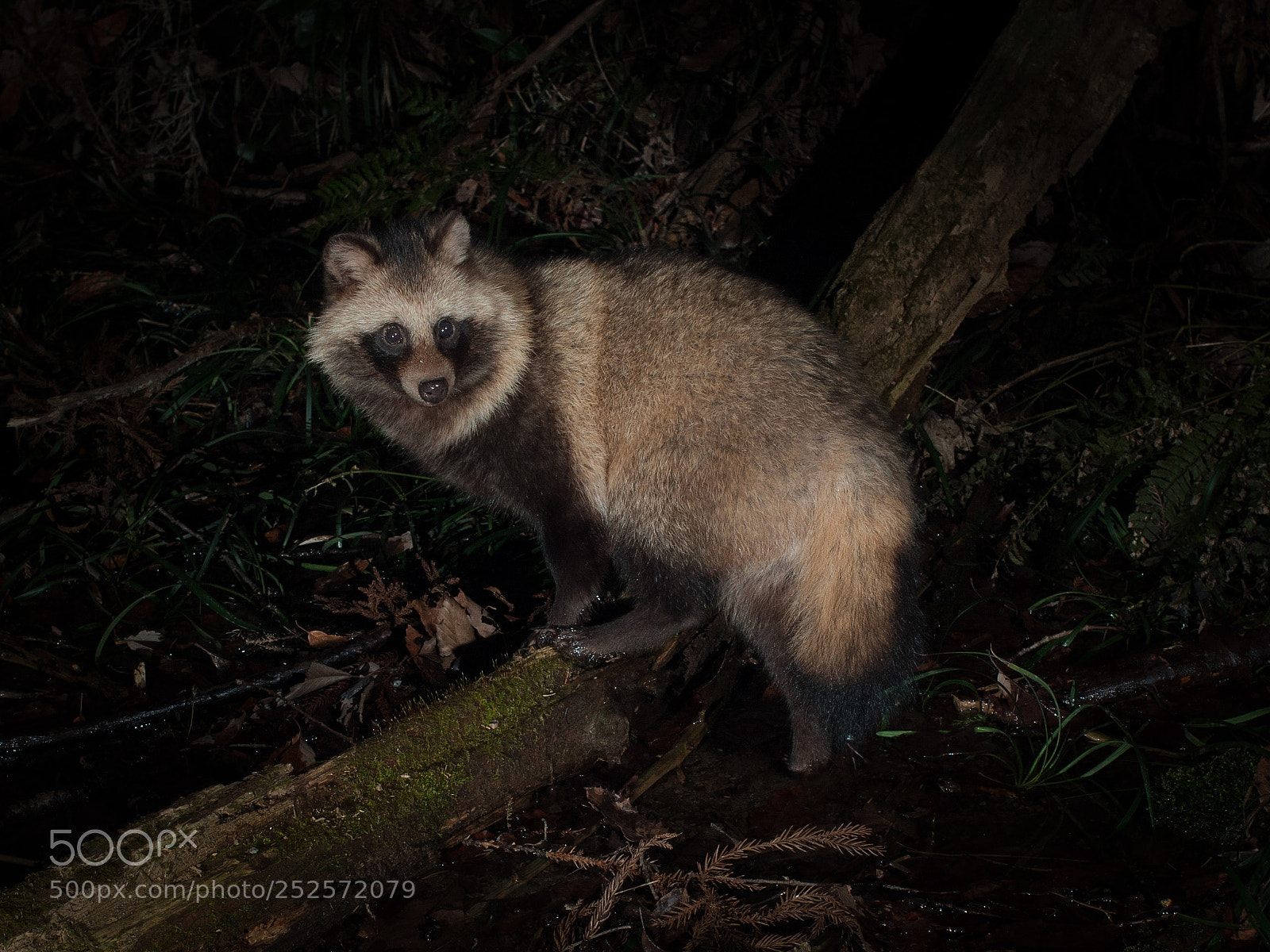 Nikon D90 sample photo. Tanuki(raccoon dog) photography