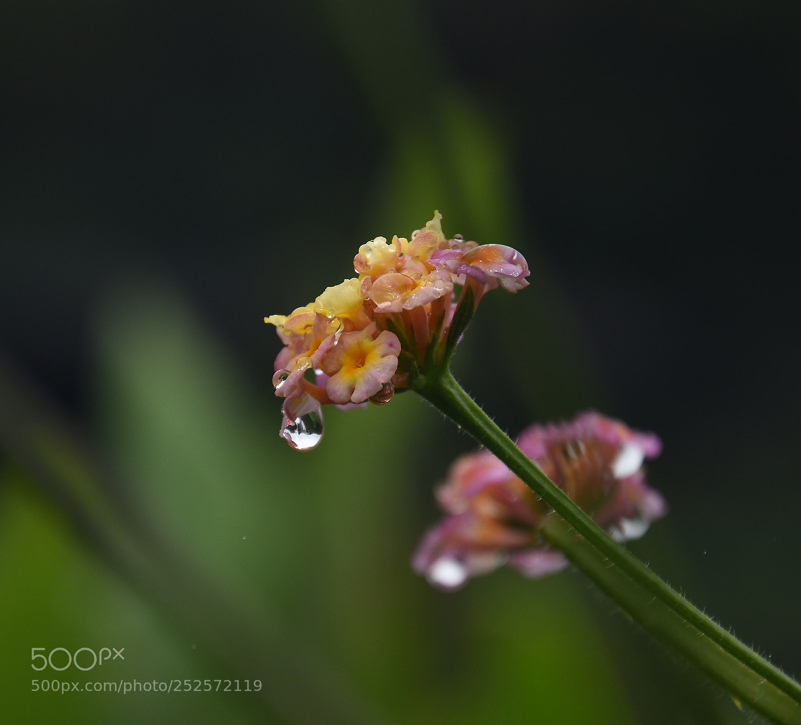 Nikon D7200 sample photo. Lantana camara photography
