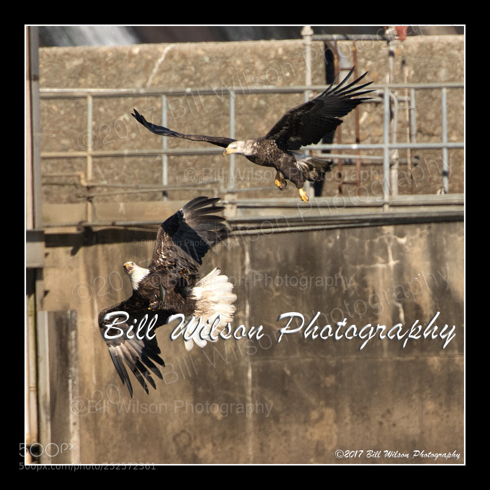 Nikon D500 sample photo. Fish fight photography