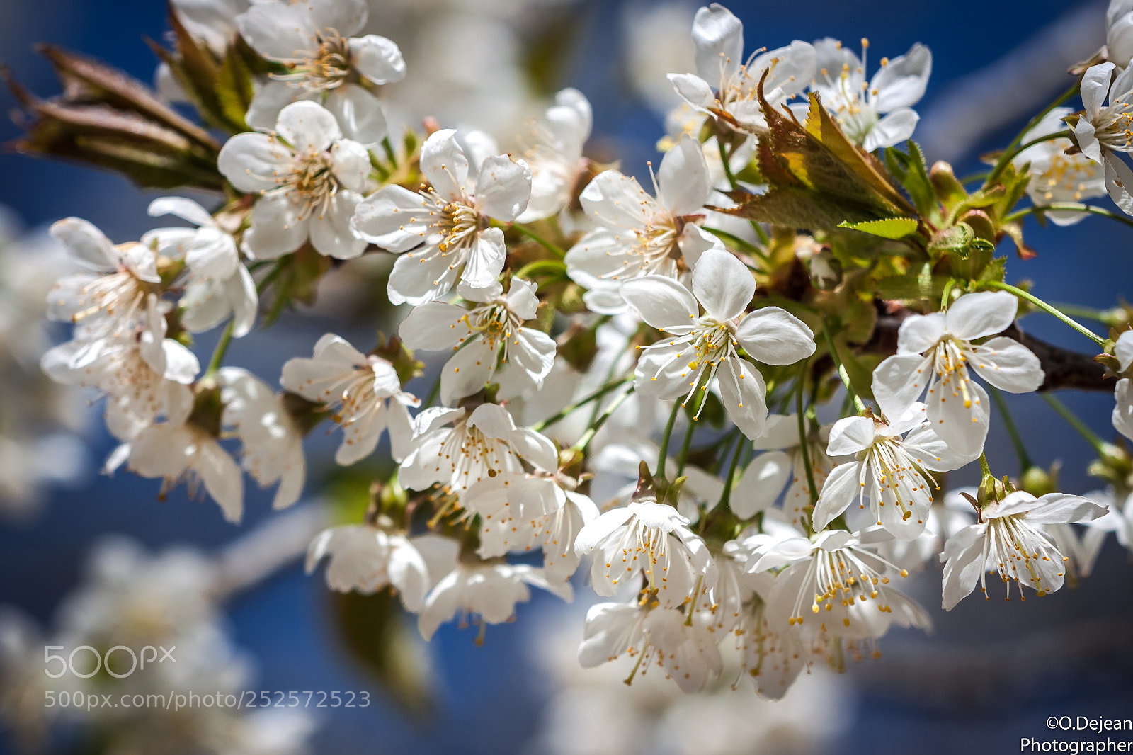 Canon EOS 50D sample photo. Almendro en flor photography