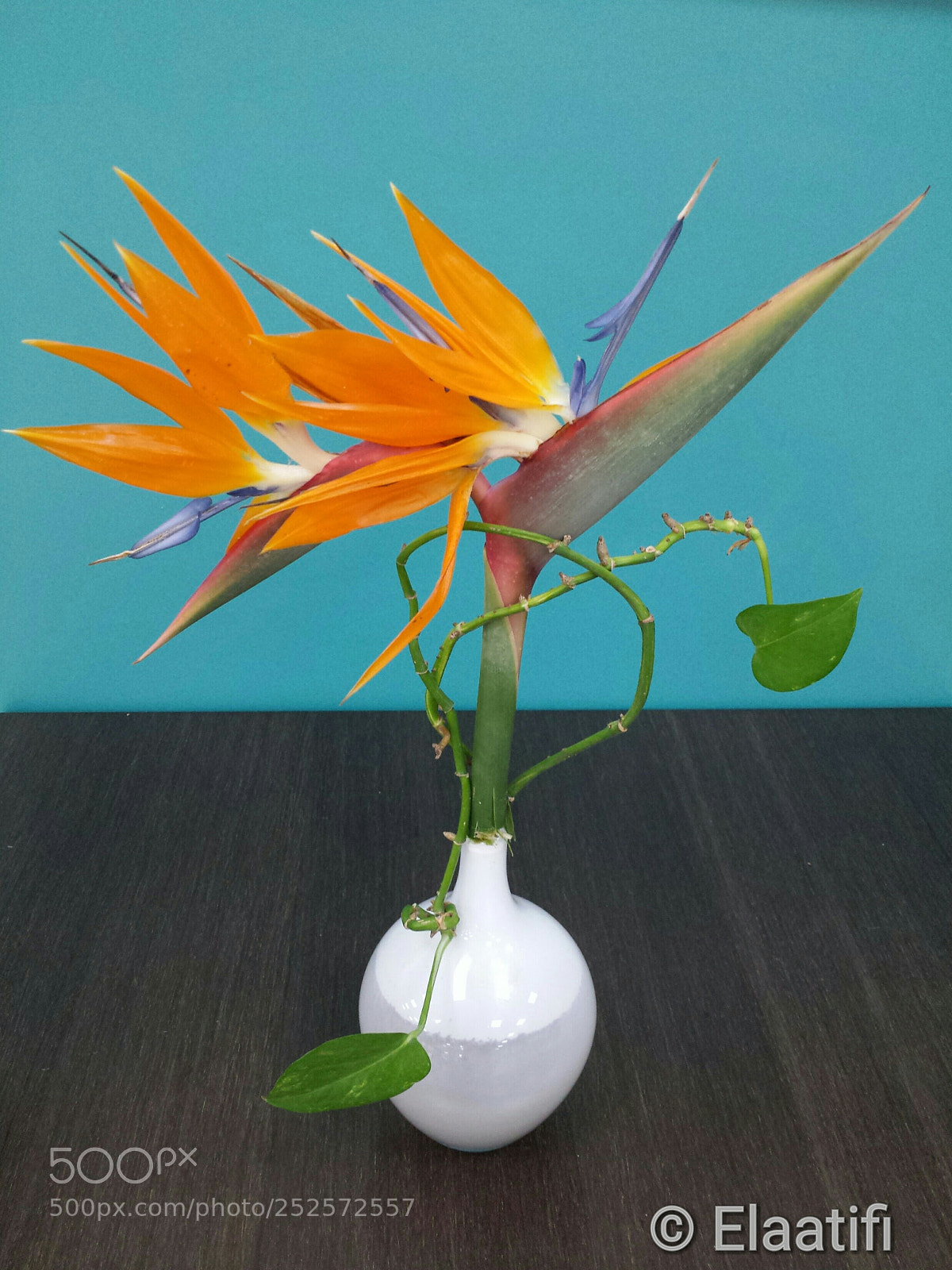 Samsung Galaxy S4 sample photo. Cresta de gallo photography