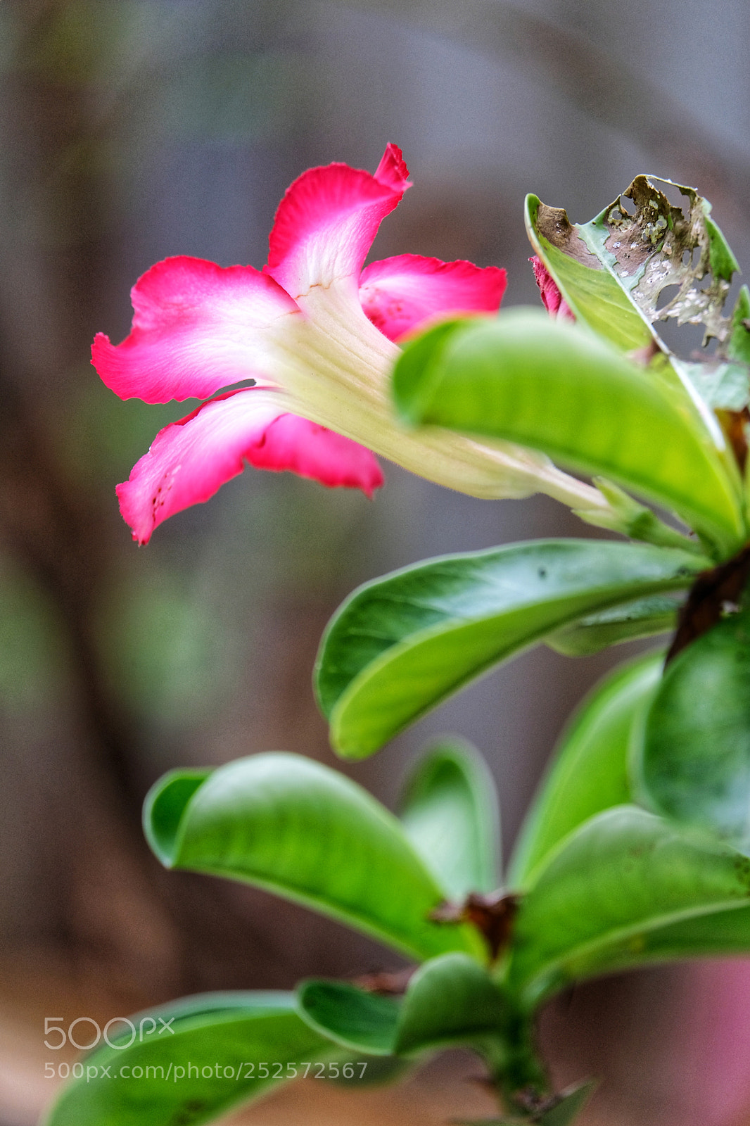 Fujifilm X-T20 sample photo. Red and white photography