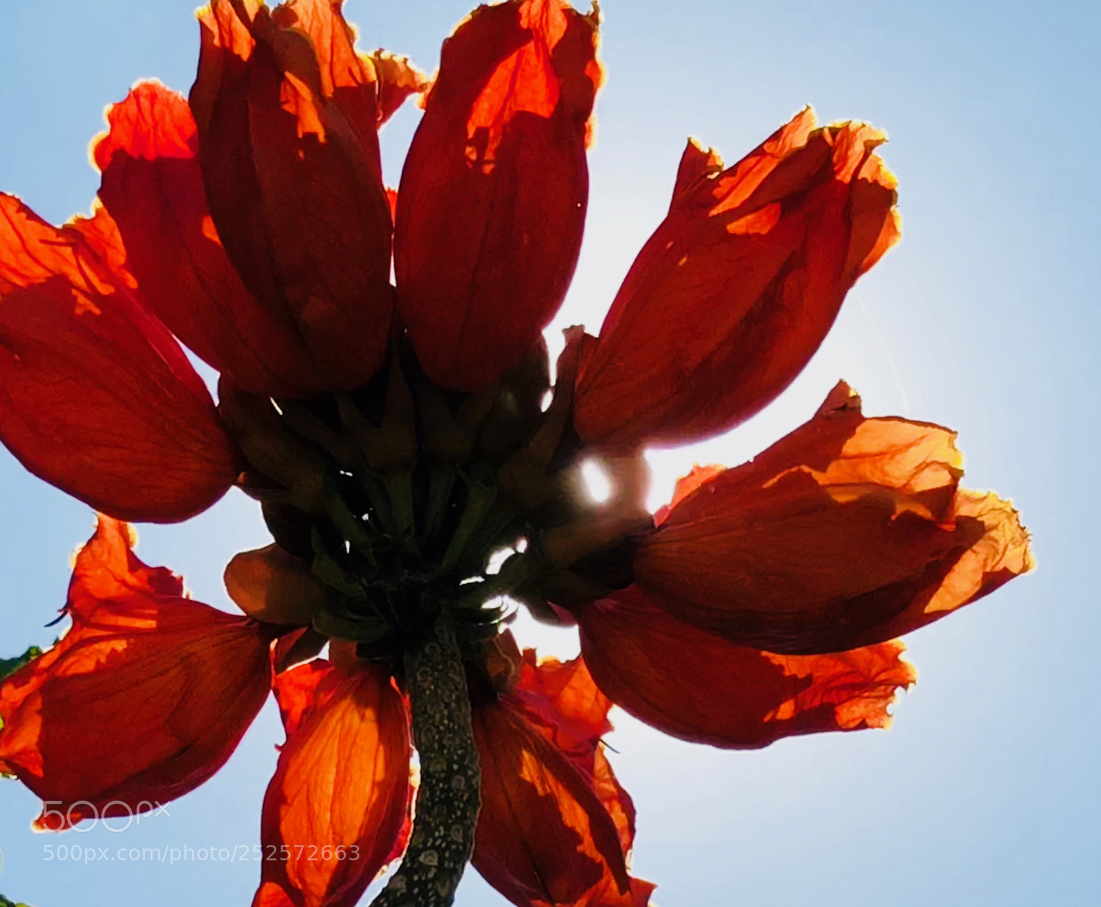 Apple iPhone X sample photo. Exotic flower  photography