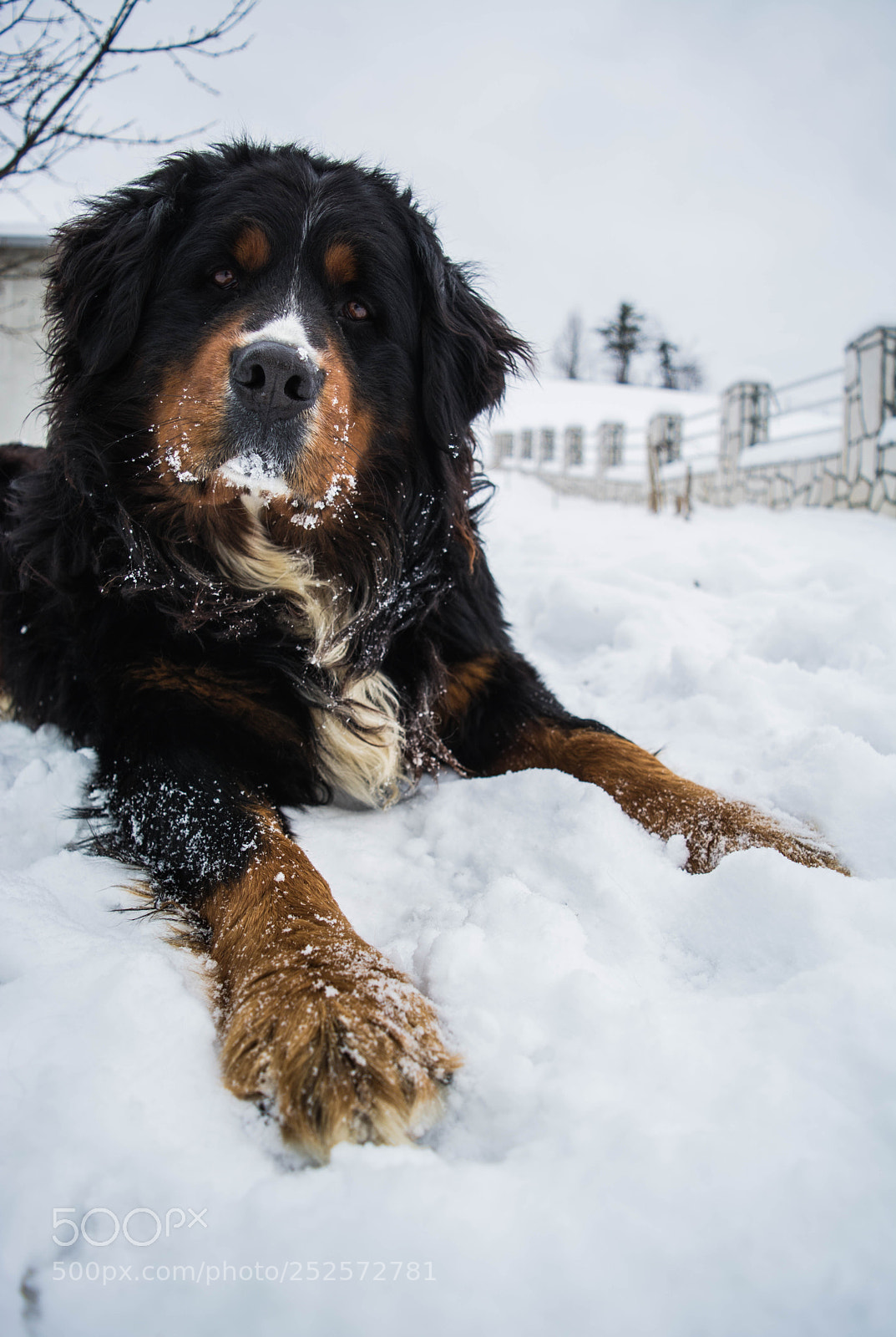 Nikon D5200 sample photo. Pawflakes photography