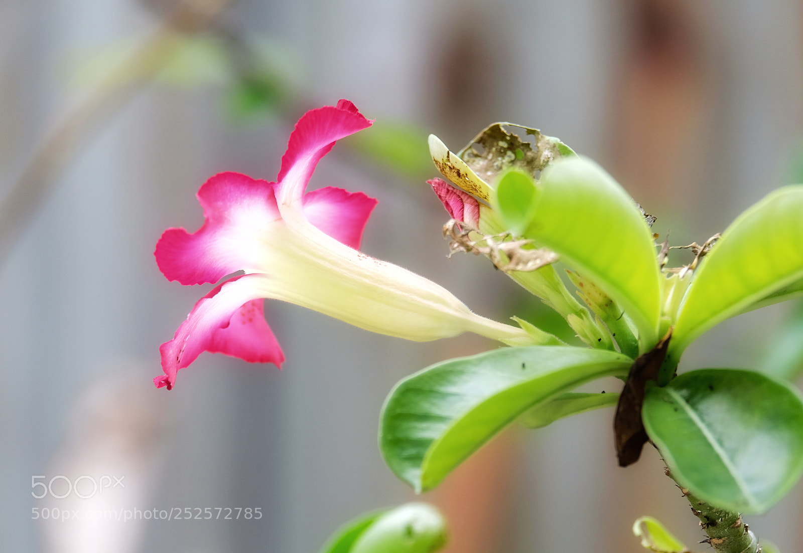 Fujifilm X-T20 sample photo. Red and white photography