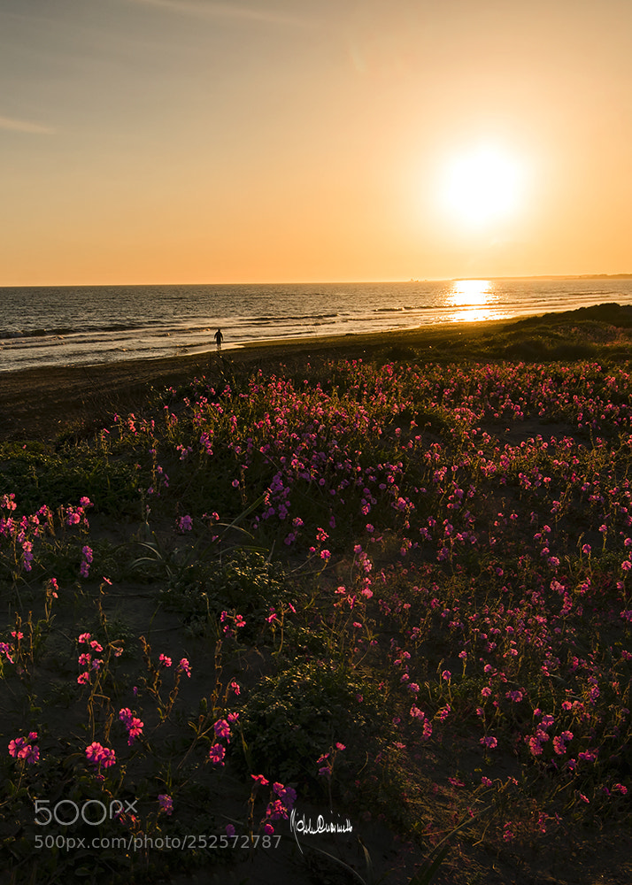 Nikon D7000 sample photo. Sunset...pontini photography
