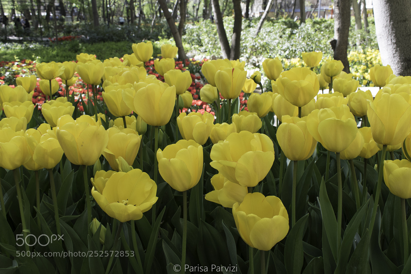 Nikon D5500 sample photo. Iranian garden photography