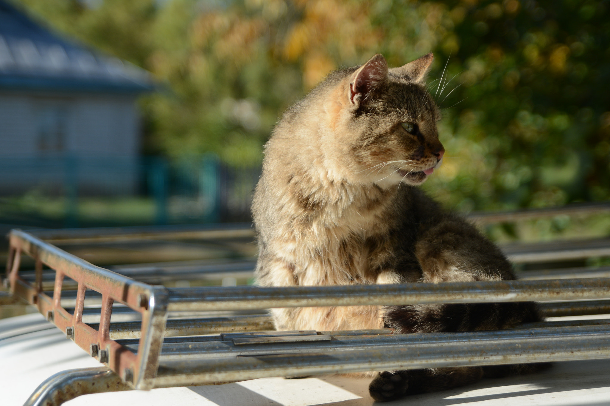 Nikon D7100 sample photo