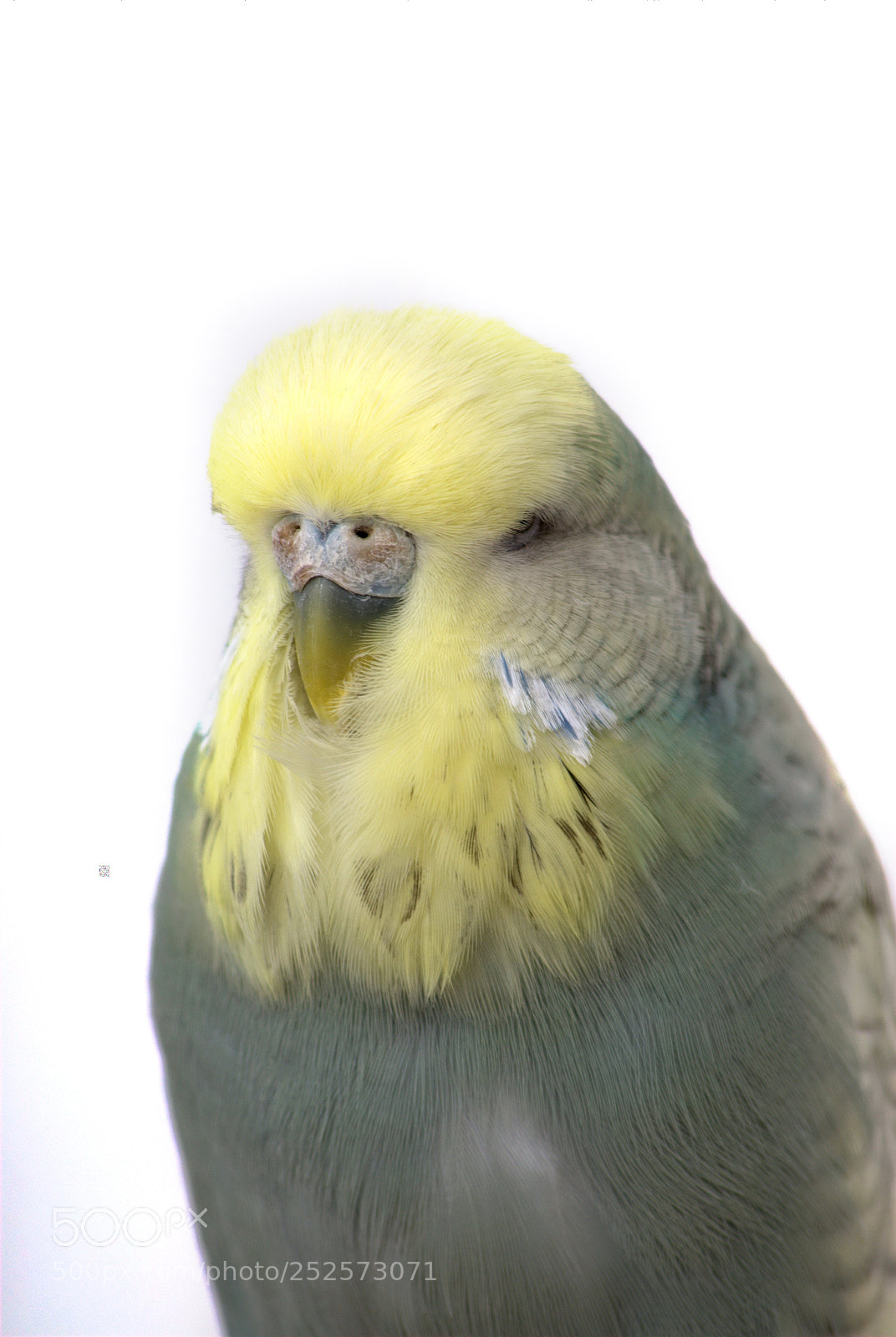 Nikon D3000 sample photo. English budgie photography