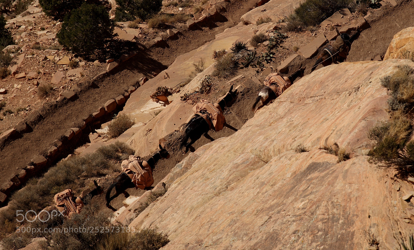 Canon EOS 5D Mark II sample photo. Mules in the grand photography