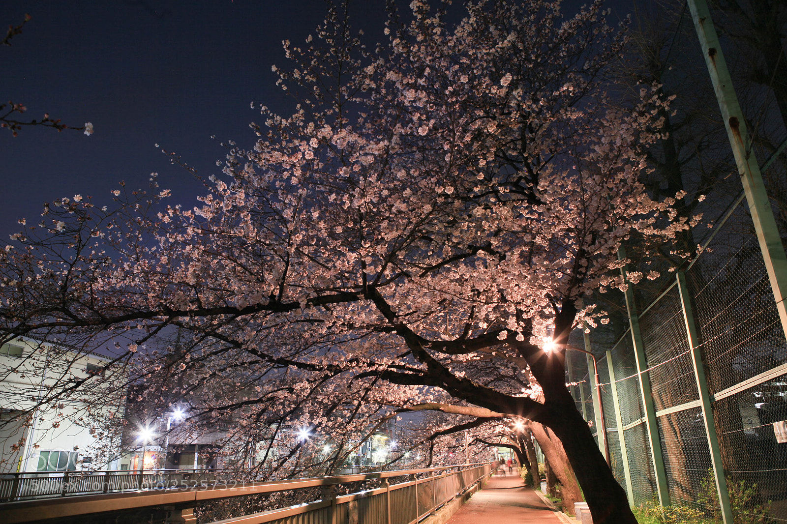Canon EOS 5D Mark II sample photo. Cherry blossom night 1 photography