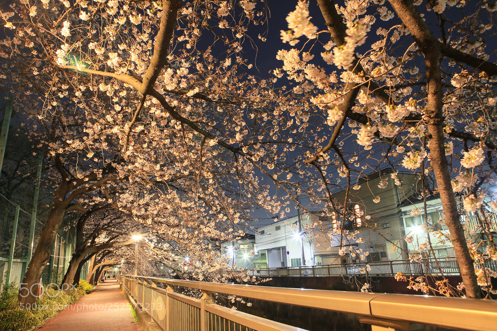 Canon EOS 5D Mark II sample photo. Cherry blossom night 2 photography