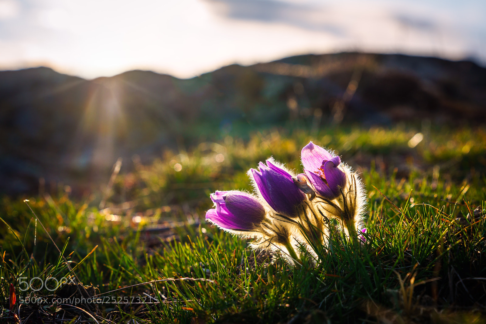 Sony a7R III sample photo. Pulsatilla grandis photography