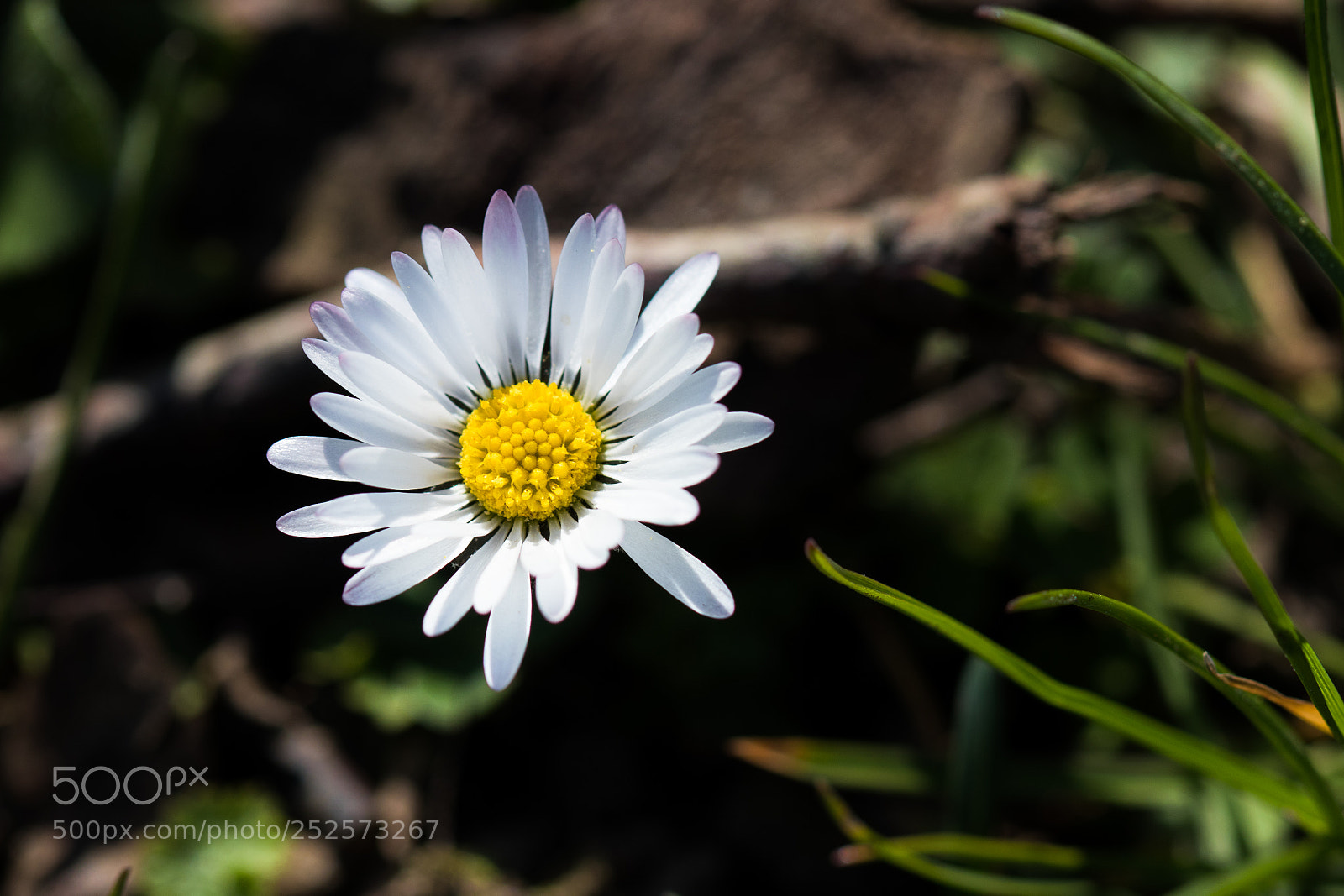 Canon EOS 80D sample photo. Bellis perennis photography