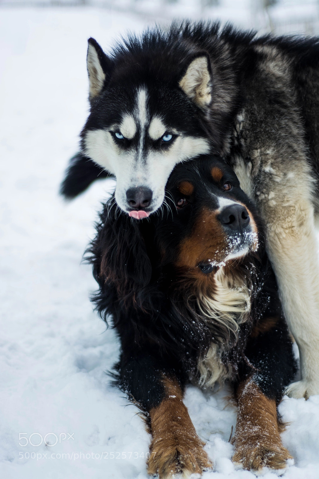 Nikon D5200 sample photo. I will protect you. photography