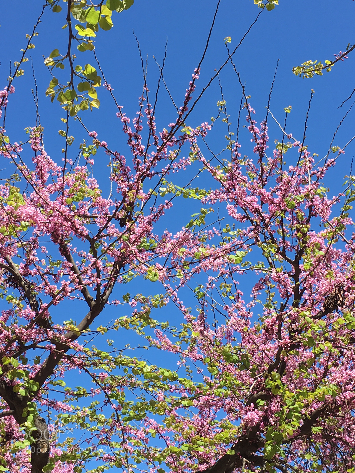 Apple iPhone 6s sample photo. Untitled photography