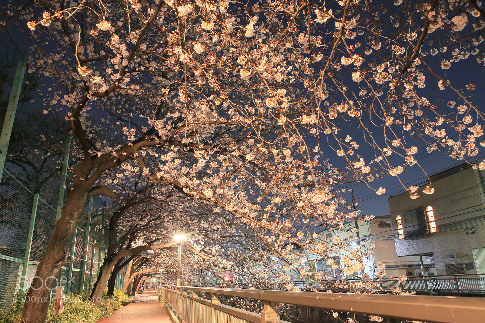 Canon EOS 5D Mark II sample photo. Cherry blossom night 3 photography