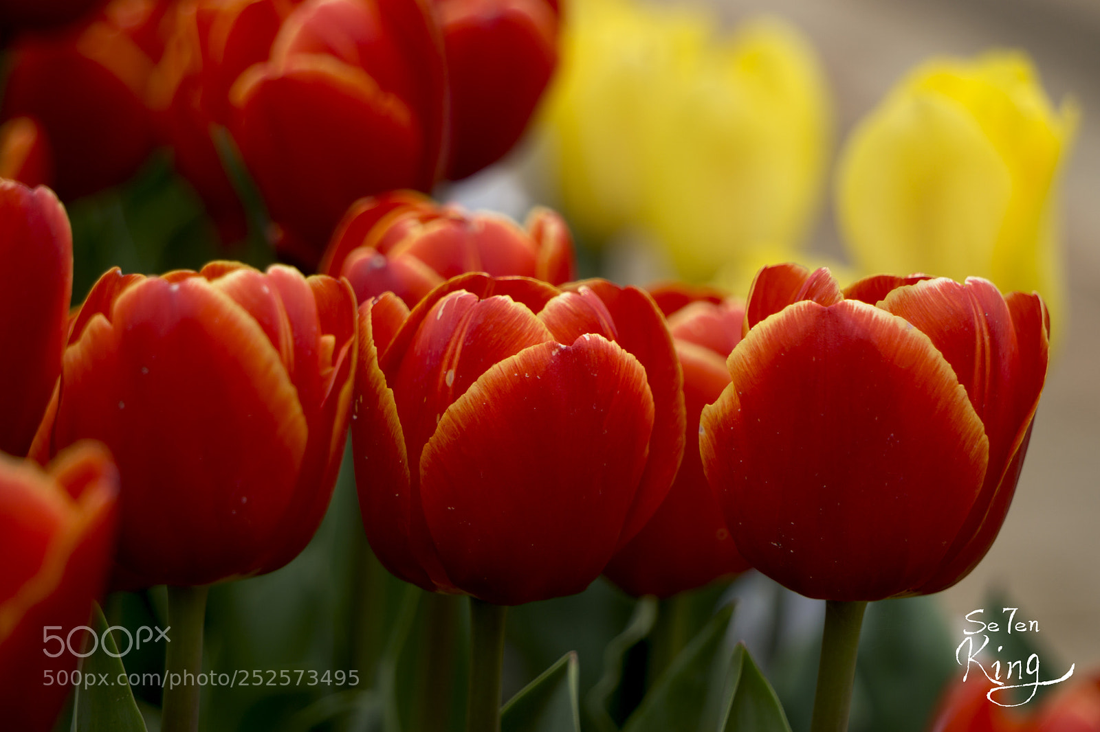 Sony a5100 sample photo. Tulip photography